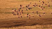 Flamingo/ Greater flamingo / Phoenicopterus roseus